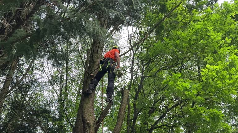 Taylorsville, KY Tree Care Services Company